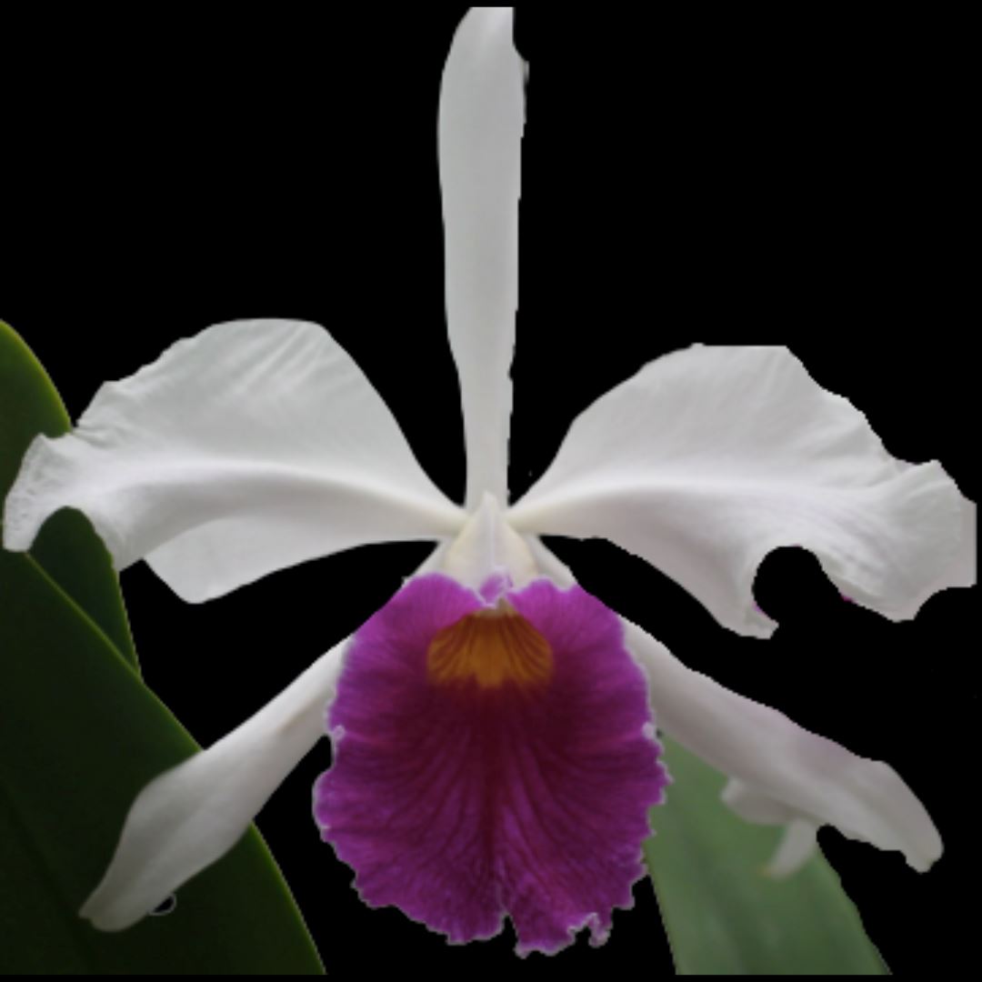 Cattleya mossiae x Cattleya purpurata Cattleya La Foresta Orchids 