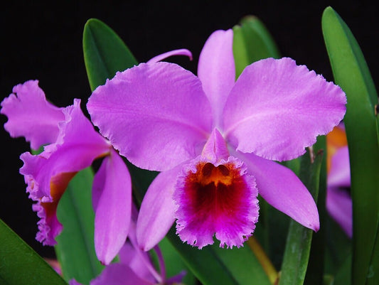 Cattleya percivaliana 'Big claude' x "Canaima's Paramo' AM/AVO Cattleya La Foresta Orchids 
