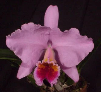 Cattleya percivaliana 'Big claude' x "Canaima's Paramo' AM/AVO Cattleya La Foresta Orchids 
