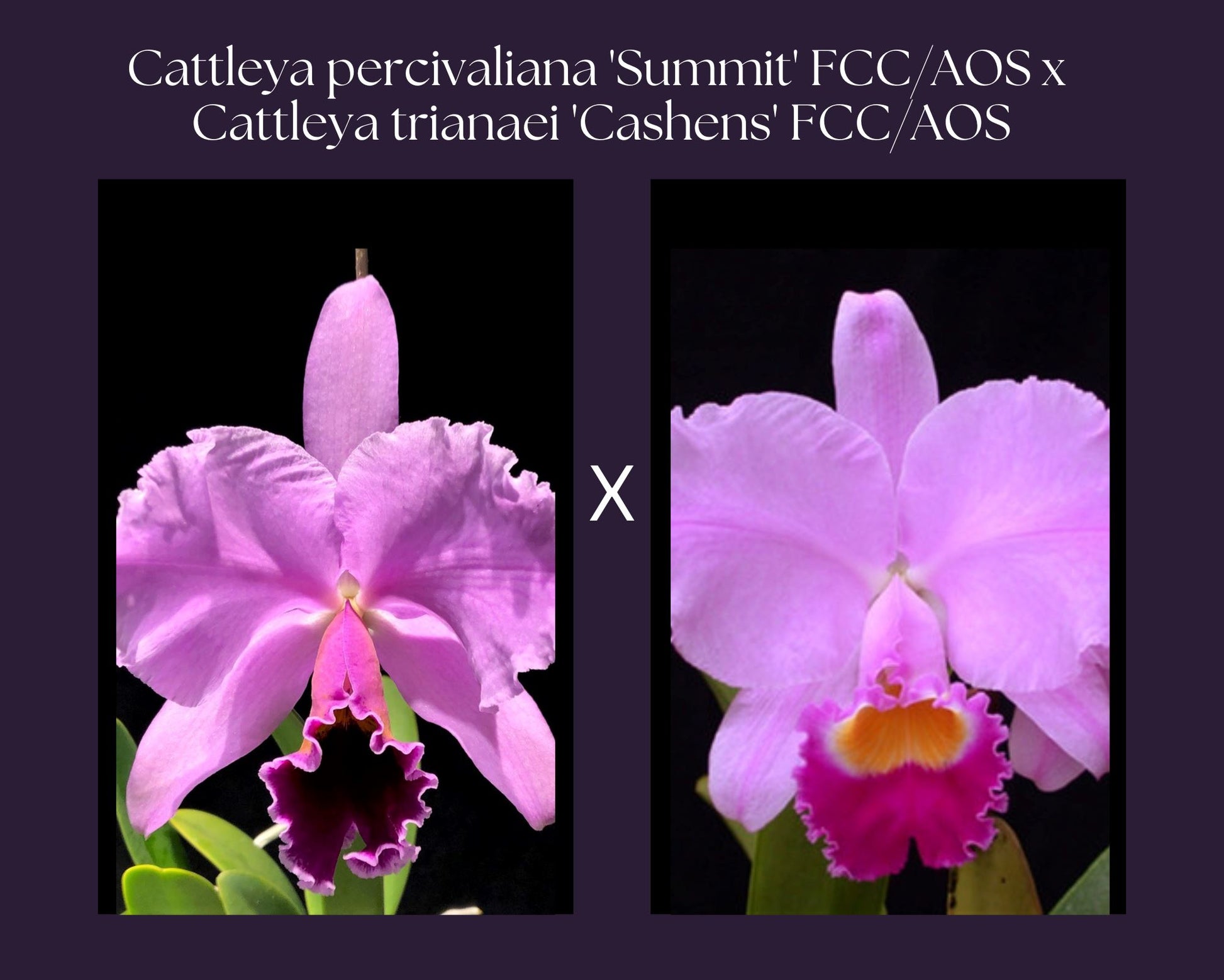 Cattleya percivaliana 'Summit' FCC/AOS x Cattleya trianaei 'Cashen's' FCC/AOS Cattleya La Foresta Orchids 