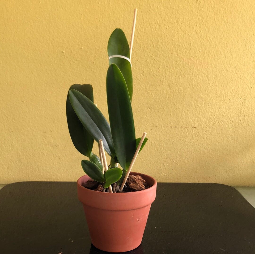 Cattleya percivaliana 'Summit' FCC/AOS x Cattleya trianaei 'Cashen's' FCC/AOS Cattleya La Foresta Orchids