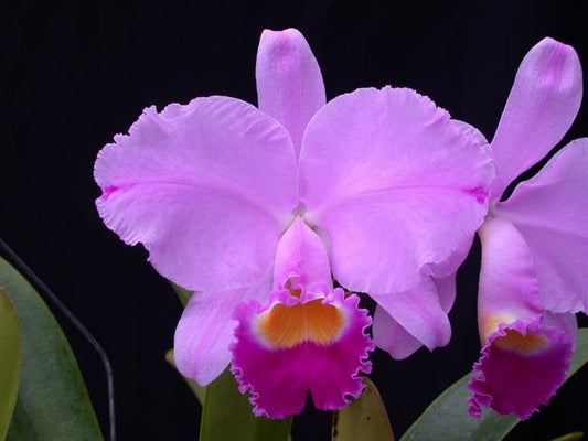 Cattleya percivaliana 'Summit' FCC/AOS x Cattleya trianaei 'Cashen's' FCC/AOS Cattleya La Foresta Orchids