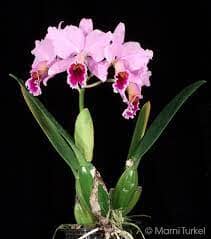 Cattleya percivaliana ‘tipo’ x pelorica ‘Hercules’ Cattleya La Foresta Orchids 