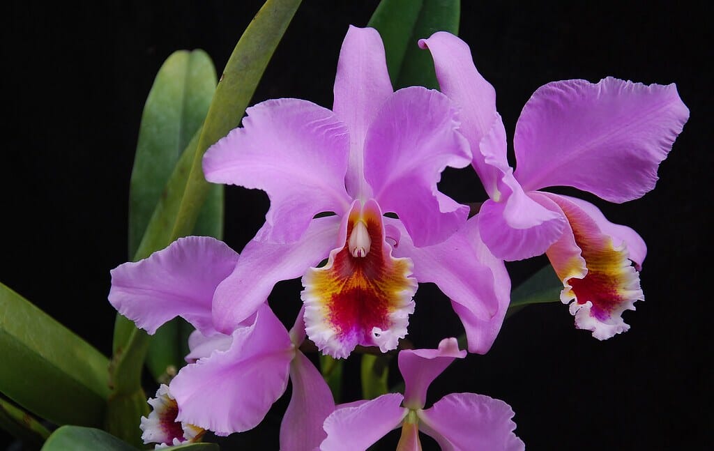 Cattleya percivaliana ‘tipo’ x pelorica ‘Hercules’ Cattleya La Foresta Orchids 