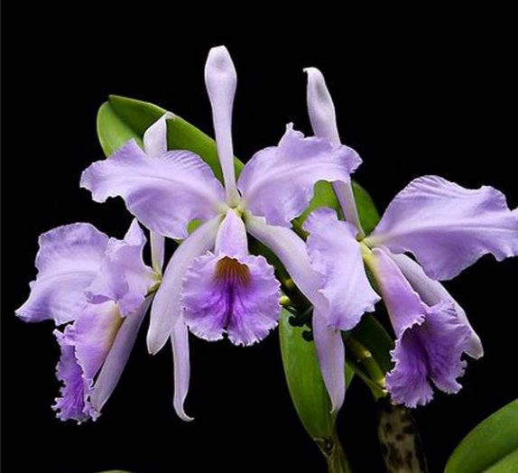 Cattleya percivaliana var. coerulea x Cattleya jenmanii var. coerulea Cattleya La Foresta Orchids 