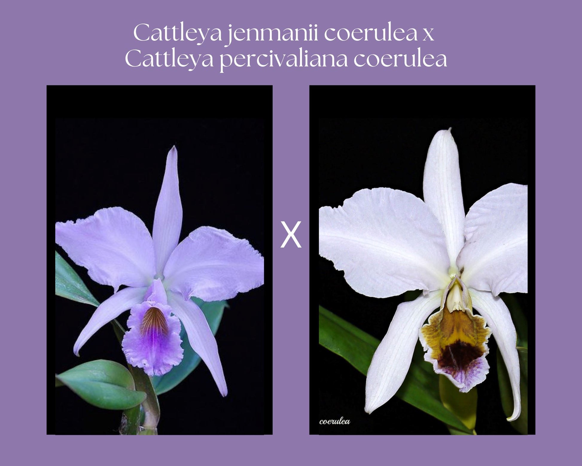 Cattleya percivaliana var. coerulea x Cattleya jenmanii var. coerulea Cattleya La Foresta Orchids 