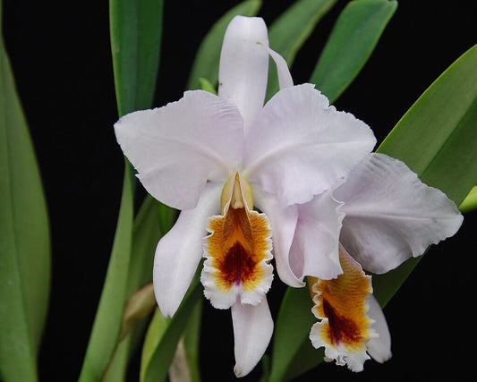 Cattleya percivaliana var. coerulea x Cattleya jenmanii var. coerulea Cattleya La Foresta Orchids
