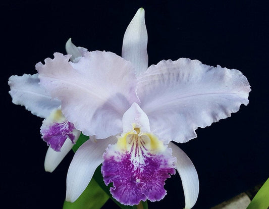Cattleya percivaliana var. coerulea x Cattleya lueddemanniana var. coerulea Cattleya La Foresta Orchids