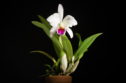 Cattleya percivaliana var. semi alba 'amesiana' Cattleya La Foresta Orchids 