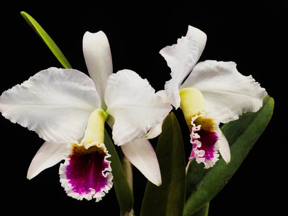 Cattleya percivaliana var. semi alba 'amesiana' Cattleya La Foresta Orchids 