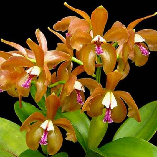 Cattleya porphyroglossa Cattleya La Foresta Orchids 