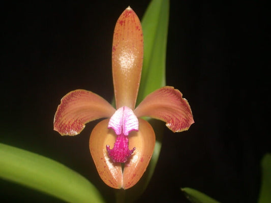 Cattleya porphyroglossa 'Pedro' x 'Tombos' Cattleya La Foresta Orchids 
