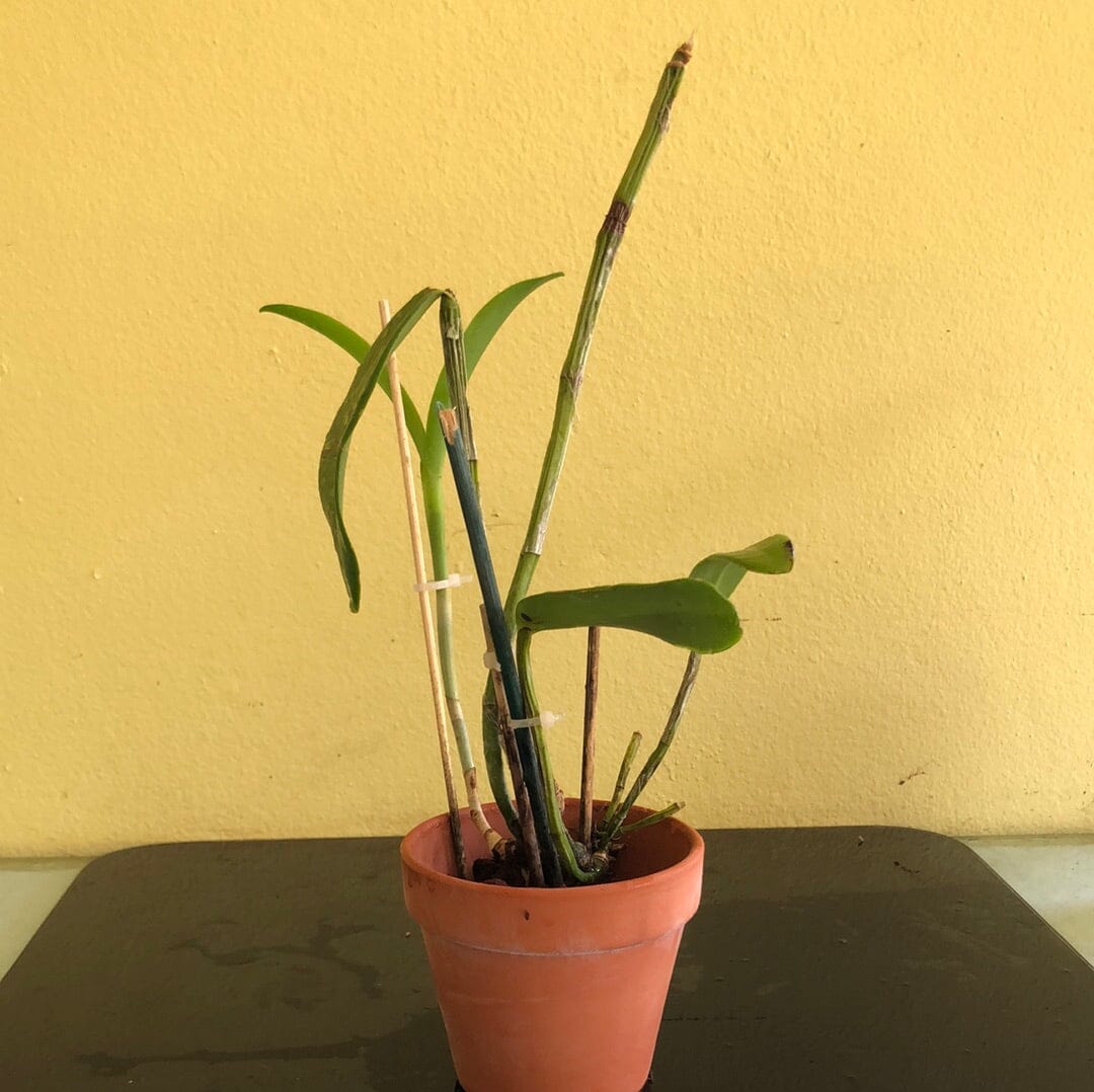 Cattleya porphyroglossa 'Pedro' x 'Tombos' Cattleya La Foresta Orchids