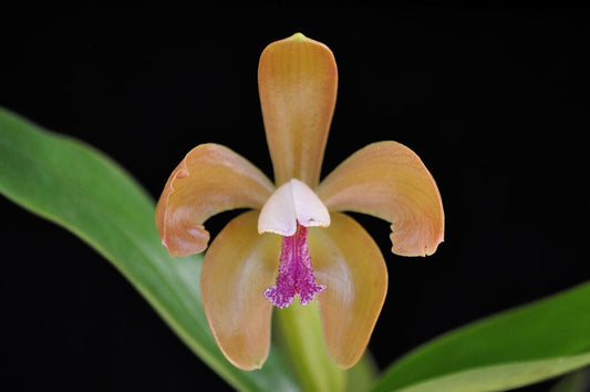 Cattleya porphyroglossa ‘Sulfur’ Cattleya La Foresta Orchids