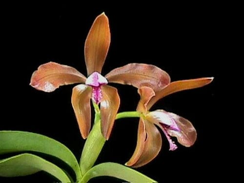 Cattleya porphyroglossa ‘Sulfur’ Cattleya La Foresta Orchids 