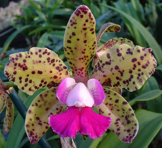 Cattleya Princesse Clementine AM/AOS x Cattleya Mark Jones HCC/AOS Cattleya La Foresta Orchids