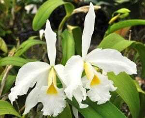 Cattleya purpurata var. alba 'OE' x Cattleya warscewiczii var. alba 'Cantadora' AM/AOS Cattleya La Foresta Orchids