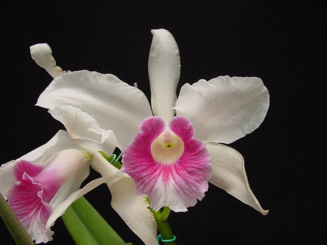 Cattleya purpurata var. carnea Cattleya La Foresta Orchids 
