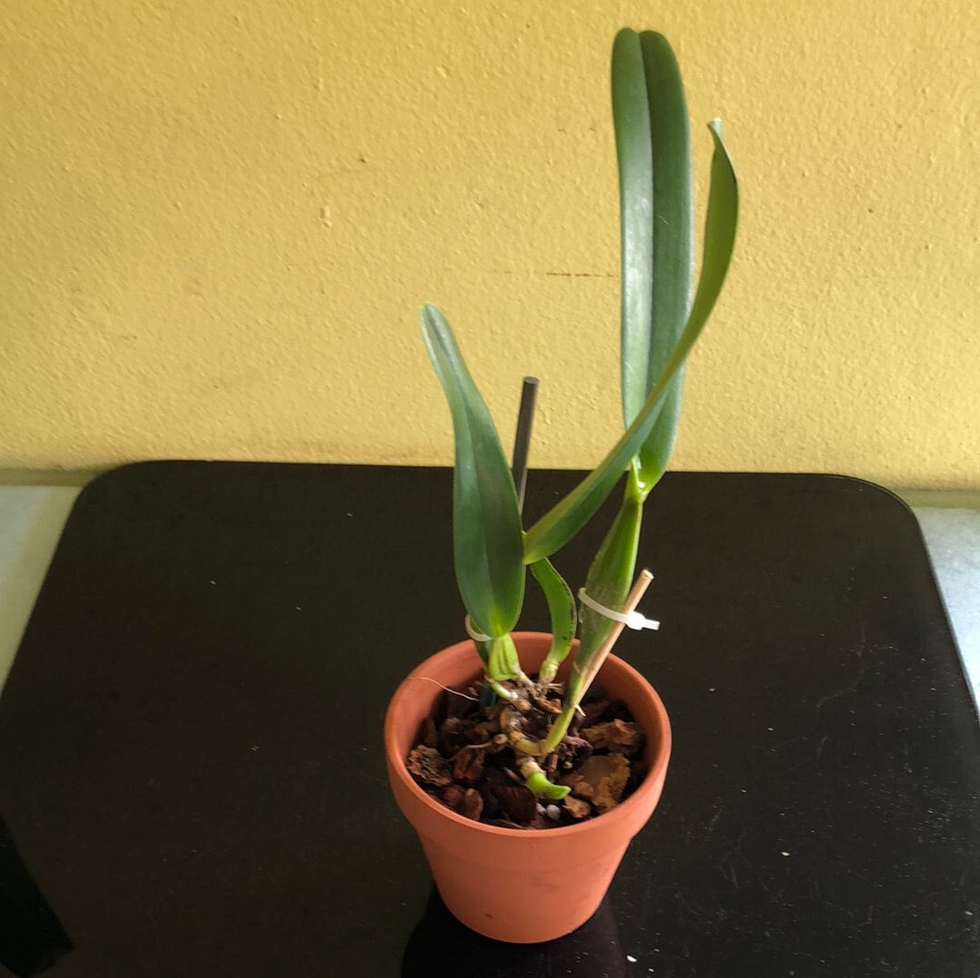 Cattleya purpurata var. carnea Cattleya La Foresta Orchids