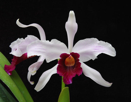 Cattleya purpurata var. cinderosa Cattleya La Foresta Orchids 
