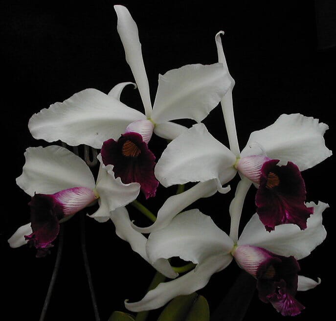 Cattleya purpurata var. cinderosa Cattleya La Foresta Orchids 
