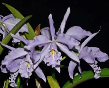 Cattleya purpurata var. coerulea x Cattleya maxima var. coerulea Cattleya La Foresta Orchids 