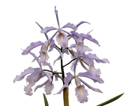 Cattleya purpurata var. coerulea x Cattleya maxima var. coerulea Cattleya La Foresta Orchids