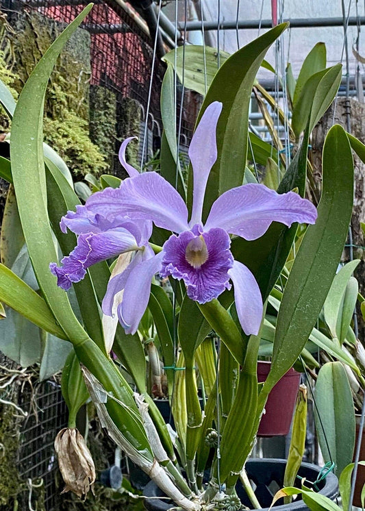 Cattleya purpurata var. coerulea x Cattleya mossiae var. coerulea Cattleya La Foresta Orchids