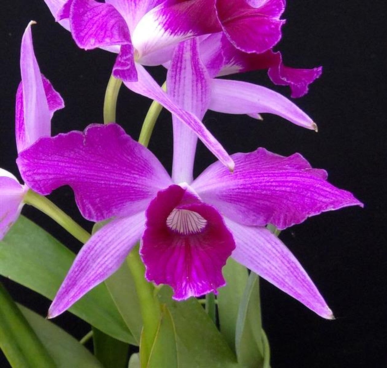 Cattleya purpurata var. flamea Cattleya La Foresta Orchids 