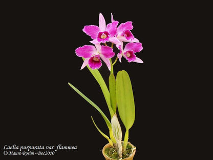 Cattleya purpurata var. flamea Cattleya La Foresta Orchids 