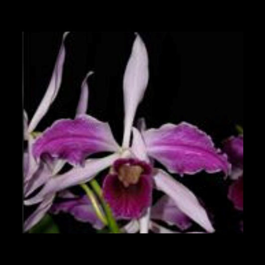 Cattleya purpurata var. flammea 'Nancy' x 'Glen Barflield' Cattleya La Foresta Orchids