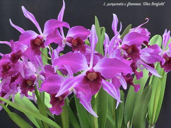 Cattleya purpurata var. flammea 'Nancy' x 'Glen Barflield' Cattleya La Foresta Orchids 