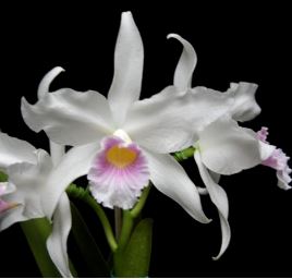 Cattleya purpurata var. russeliana Cattleya La Foresta Orchids 