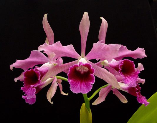 Cattleya purpurata var. sanguinea Cattleya La Foresta Orchids 