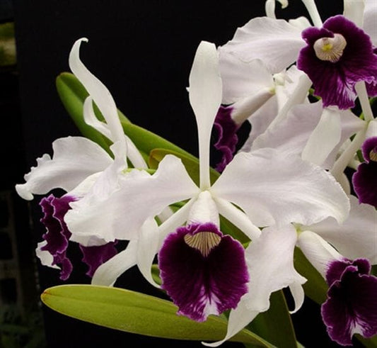 Cattleya purpurata var. schusteriana Cattleya La Foresta Orchids 