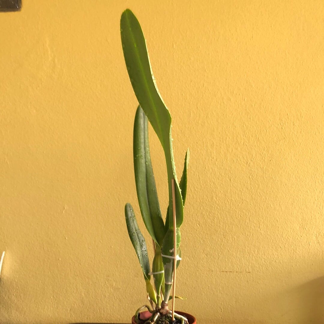 Cattleya purpurata var. schusteriana Cattleya La Foresta Orchids