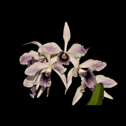 Cattleya purpurata var. werkhauseri 'striata' Laelia La Foresta Orchids 
