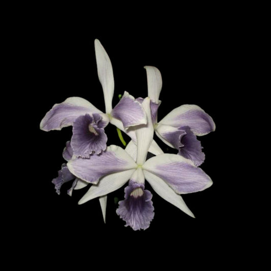 Cattleya purpurata var. werkhauseri 'striata' Laelia La Foresta Orchids