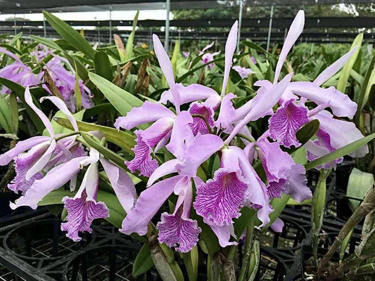 Cattleya purpurata x Cattleya maxima Cattleya La Foresta Orchids