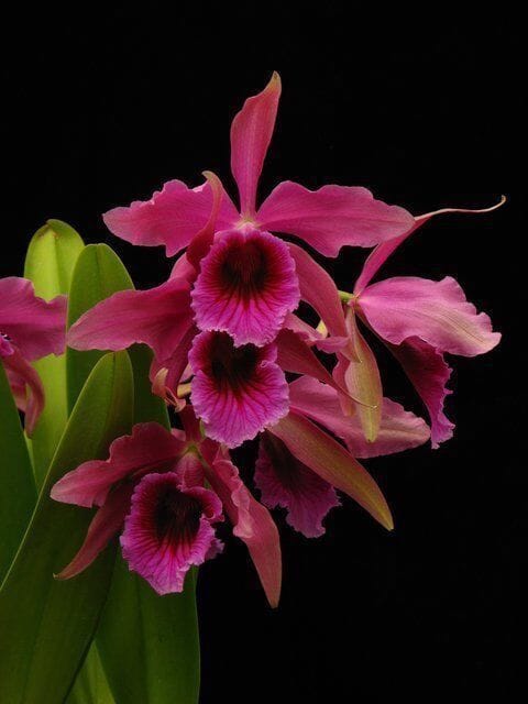 Cattleya purpurata x Cattleya tenebrosa Laelia La Foresta Orchids 