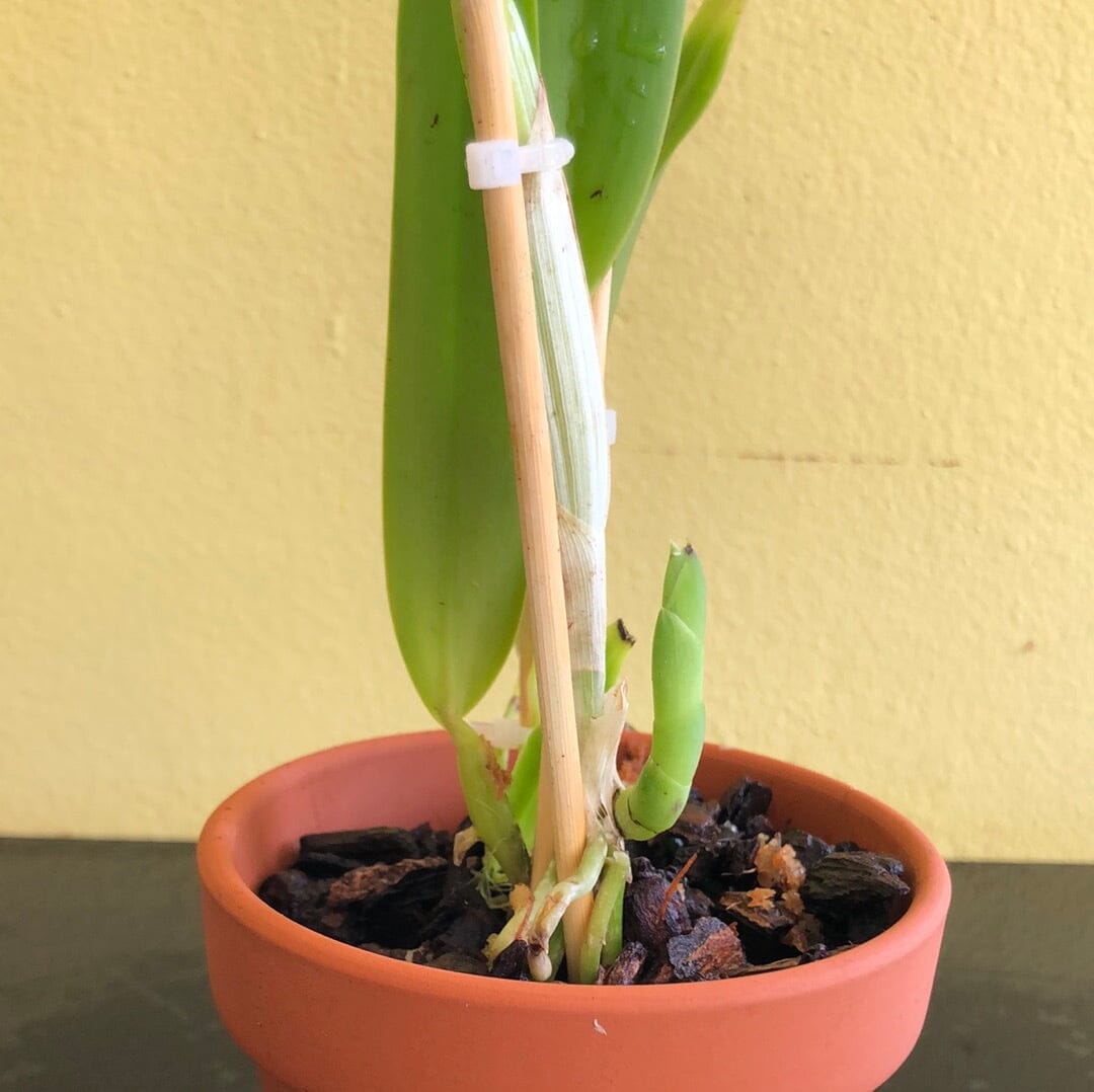 Cattleya quadricolor 'chocoensis' Cattleya La Foresta Orchids