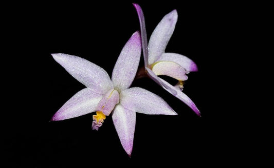 Cattleya reginae Cattleya La Foresta Orchids 
