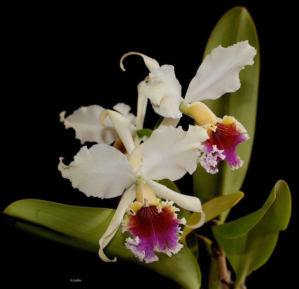 Cattleya rex var. moyobamba Cattleya La Foresta Orchids 