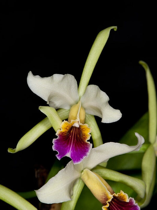 Cattleya rex x Cattleya iricolor Cattleya La Foresta Orchids