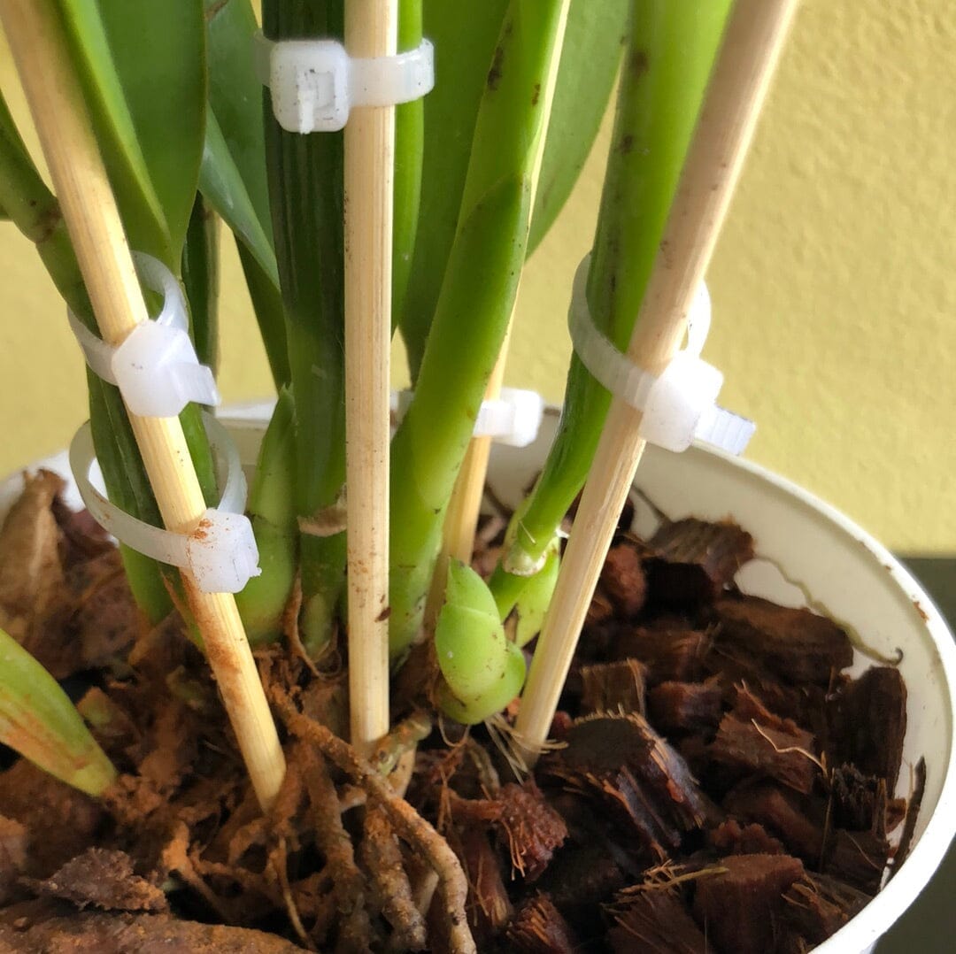 Cattleya rex x Cattleya iricolor Cattleya La Foresta Orchids