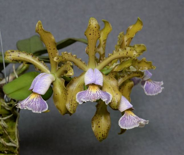 Cattleya schilleriana '4x Blue Spots' x Cattleya schilleriana 'Blue Green' Cattleya La Foresta Orchids 