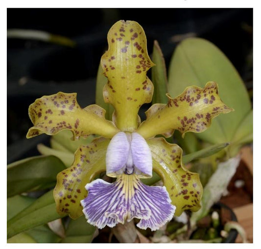 Cattleya schilleriana 'Blue Green' x Cattleya schilleriana 'Blue Moon' Cattleya La Foresta Orchids