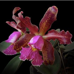 Cattleya schilleriana Cattleya La Foresta Orchids 