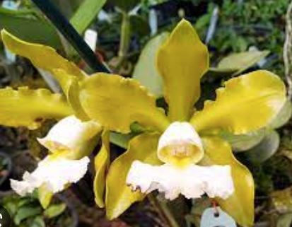 Cattleya schilleriana var. aurea x Cattleya schilleriana var. albecens Cattleya La Foresta Orchids 