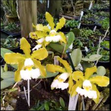 Cattleya schilleriana var. aurea x Cattleya schilleriana var. albecens Cattleya La Foresta Orchids